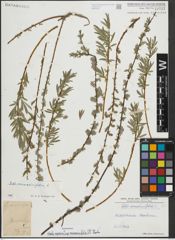 Foto von Salix repens subsp. rosmarinifolia (L.) Andersson